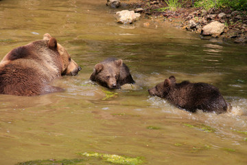 Braunbär (Ursus arctos) Muttertier mit Jungen im Wasser