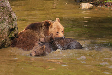 Fototapeta premium Braunbär (Ursus arctos) Muttertier mit Jungen im Wasser