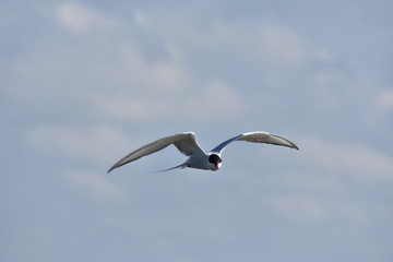 Obraz premium Fluss-Seeschwalbe bei der Jagd