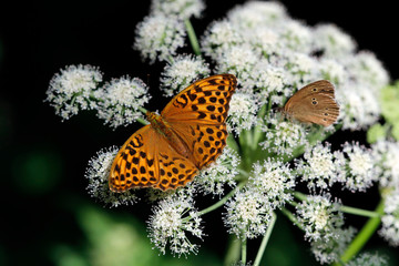Kaisermantel oder Silberstrich (Argynnis paphia)  weibchen, Schmetterling auf Blüte terling auf 