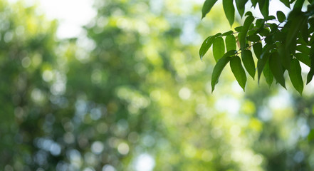 Fototapeta na wymiar Choose the focus point on the leaf,The leaves are fresh green with copy space