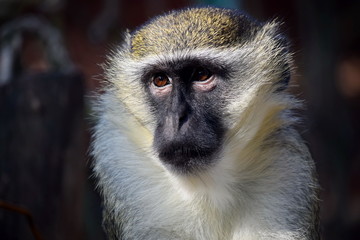 Green Monkey Looking Head Close Up Portrait