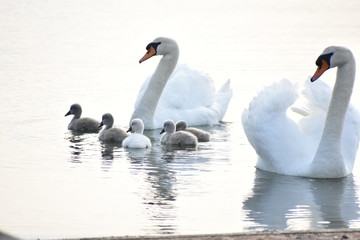 Schwanenfamilie
