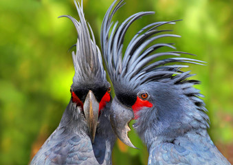 Palmkakadu oder Arakakadu (Probosciger aterrimus) Paar © Aggi Schmid