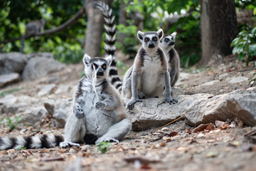 lemur and their baby