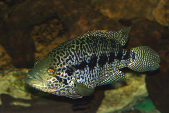 Jaguar-Buntbarsch  (Parachromis managuensis) oder Jaguarcichlide