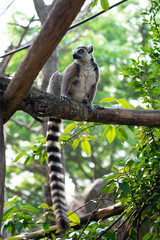 lemur and their baby