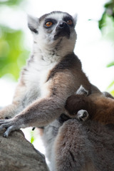 Lemur and their baby