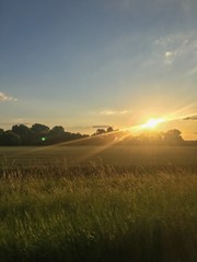 Naklejka premium sunset over field