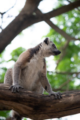 lemur and their baby