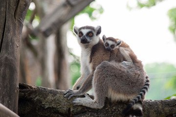 Lemur and their baby