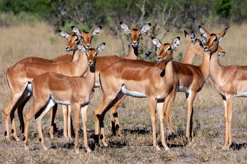 Impala in the Savuti region of Botswana - Africa