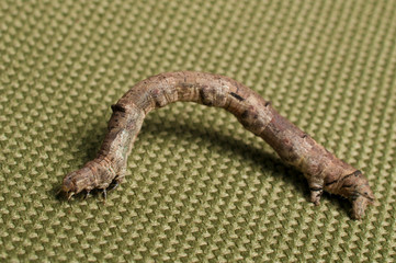 Geometrid caterpillar. It can blend into the wood until it becomes identical to the wood of the trees.