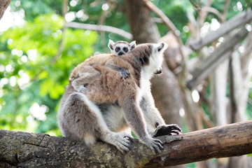 Lemur and their baby