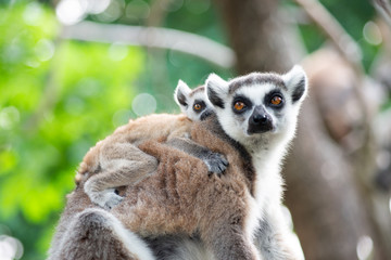 Lemur and their baby