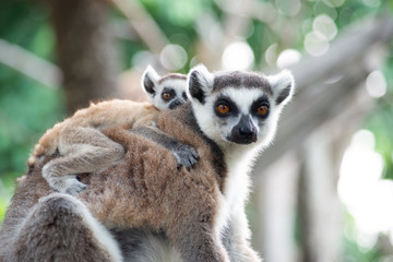 Lemur and their baby