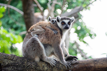 Lemur and their baby