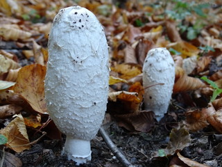 mushroom in forest