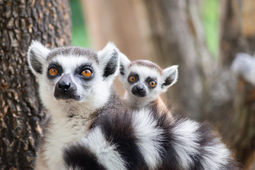 Lemur and their baby