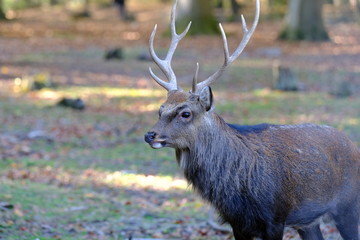 Sikahirsch mit Geweih