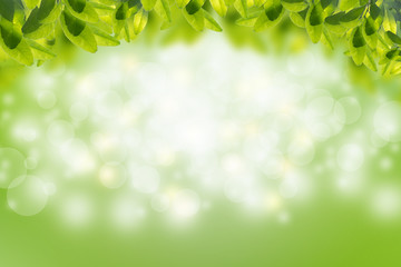 Naklejka premium Green leaves in blurred and bokeh light background,Leaf and copy space