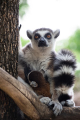 Lemur and their baby