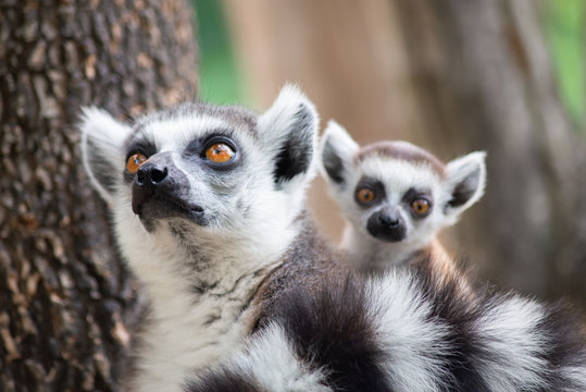 Fototapeta Lemur and their baby