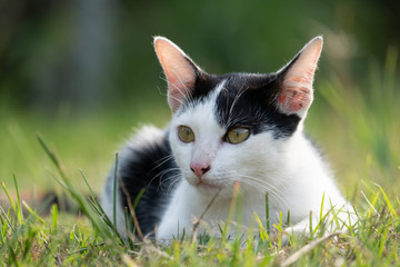 Portrait cat Squat on the grass
