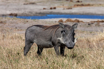 Warthog - Etosha National Park - Namibia