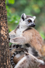 Lemur and their baby