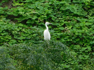 Naklejka premium 木の上に留まるコサギ