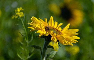 Sonnenblume Helianthus annuus Biene Bestäubung Pollen Nahaufnahme Sonne  gelb Feld Blumenwiese welke Blüten Blätter Korbblütler Kerne Vögel Insekten Himmel Makro