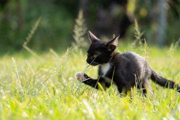 Naklejka na ściany i meble Kitten black color Sniffing the grass