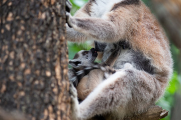 Lemur and their baby