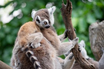 Lemur and their baby
