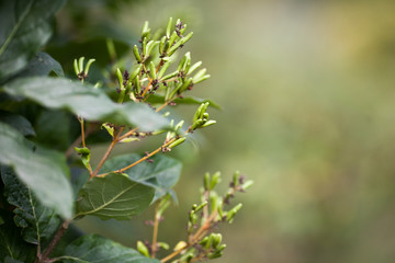 Green tree branches