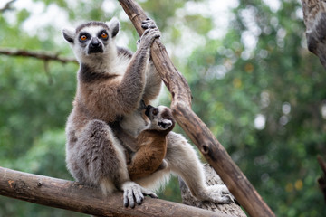 Lemur and their baby