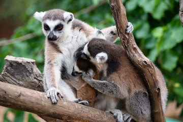 Lemur and their baby