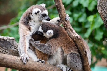 Lemur and their baby