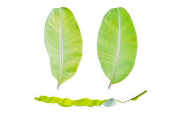 Banana leaves in isolated white background,Cliping path