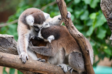 Lemur and their baby