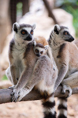 Lemur and their baby