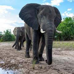 Fototapeta na wymiar African Elephants - Botswana - Africa