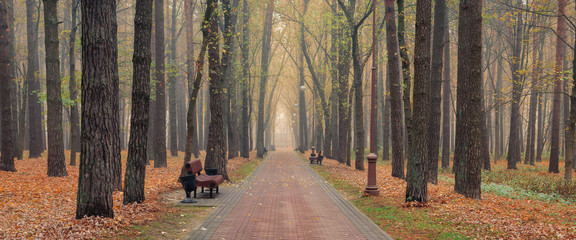 serene deserted autumn morning in a city park with tall bare trees, fallen leaves, street lamps and wooden benches to relax along the walking alley. late fall colors. picturesque panorama
