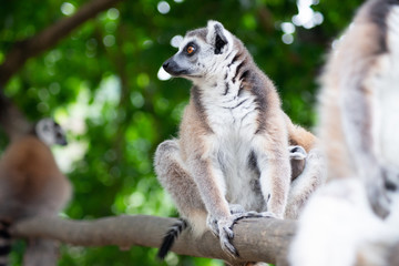 lemur and their baby