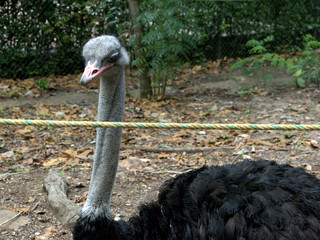 portrait of ostrich in zoo