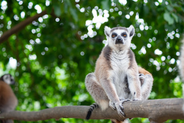 lemur and their baby