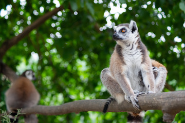 lemur and their baby