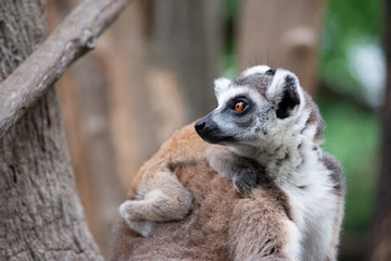 Naklejka na ściany i meble Lemur and their baby