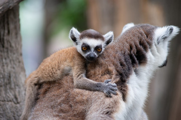 Fototapeta premium Lemur and their baby